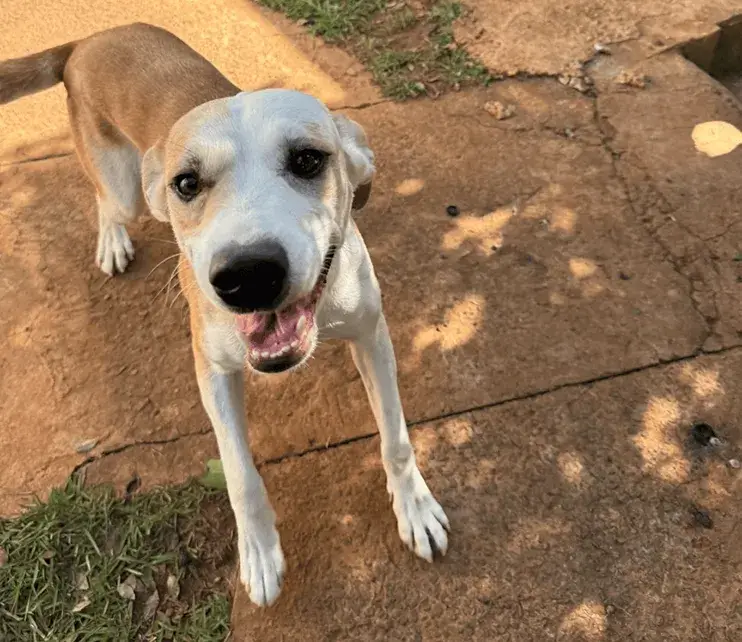 Cães resgatados no abrigo Siulsan Resgate, em Tatuí
